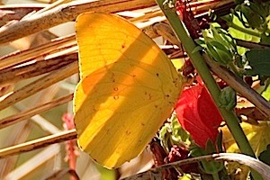 Large Orange Sulphur Butterfly